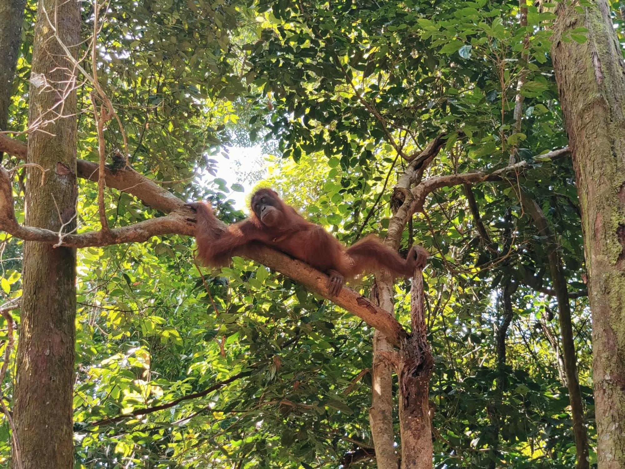 Asim Paris Guesthouse & Jungle Trekking Bukit Lawang Buitenkant foto
