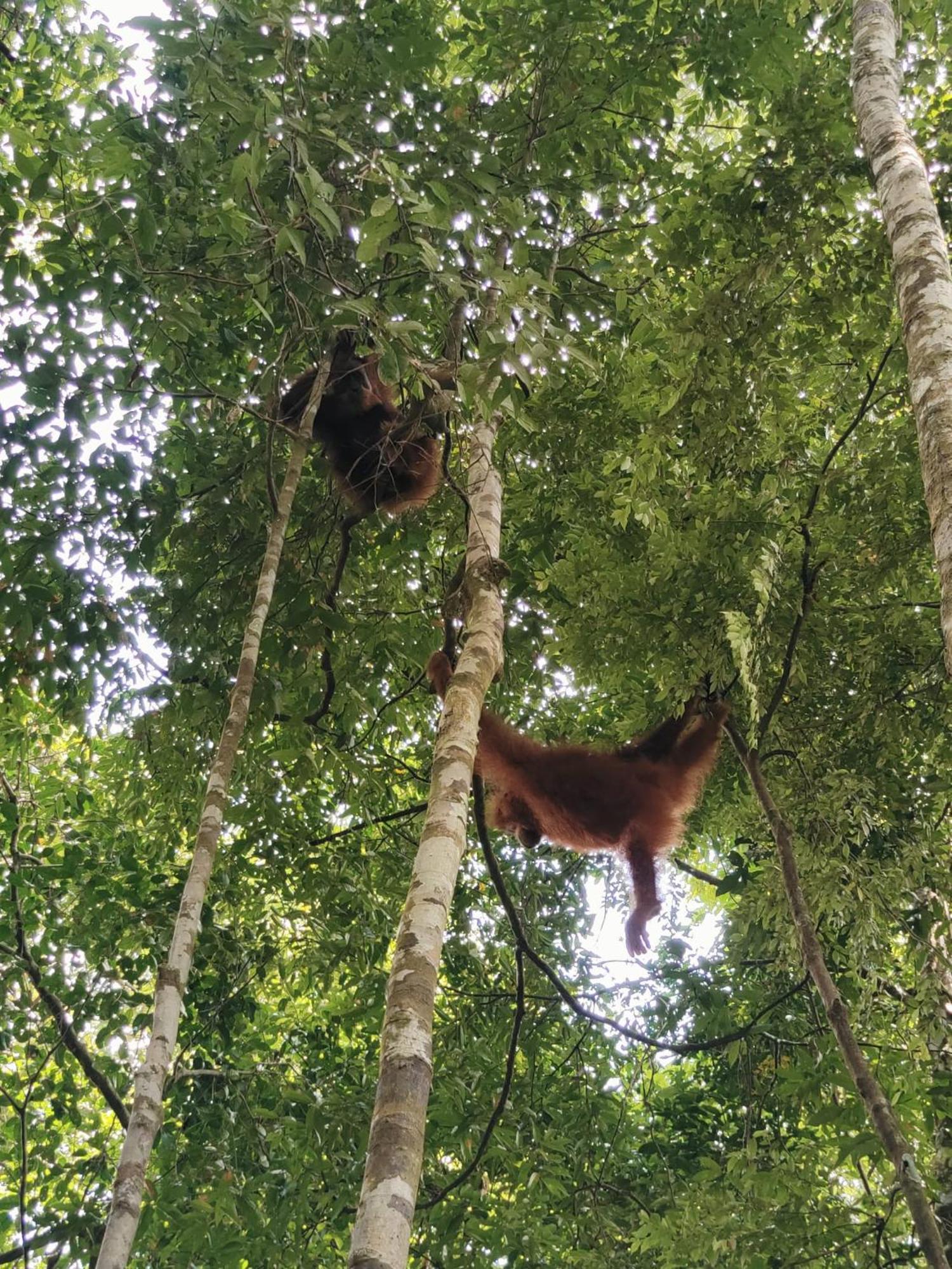 Asim Paris Guesthouse & Jungle Trekking Bukit Lawang Buitenkant foto
