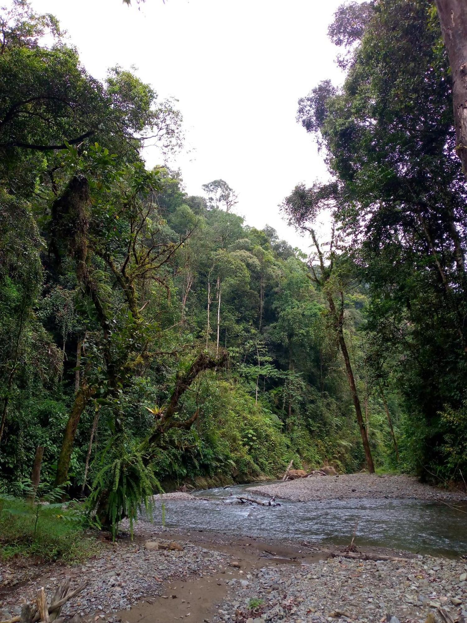 Asim Paris Guesthouse & Jungle Trekking Bukit Lawang Buitenkant foto